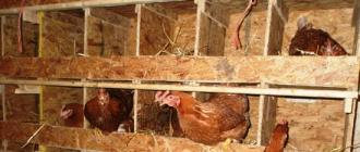 Особенности выведения цыплят в инкубаторе в домашних условиях
