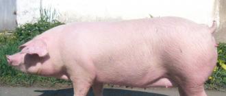 Разведение свиней в домашних условиях: советы для начинающих свиноводов