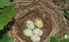 Почему кукушки подкладывают свои яйца в гнезда других птиц?