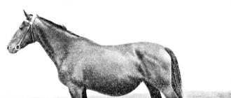 Породы: Венгерская полукровная Верховая венгерская лошадь типа кишбер